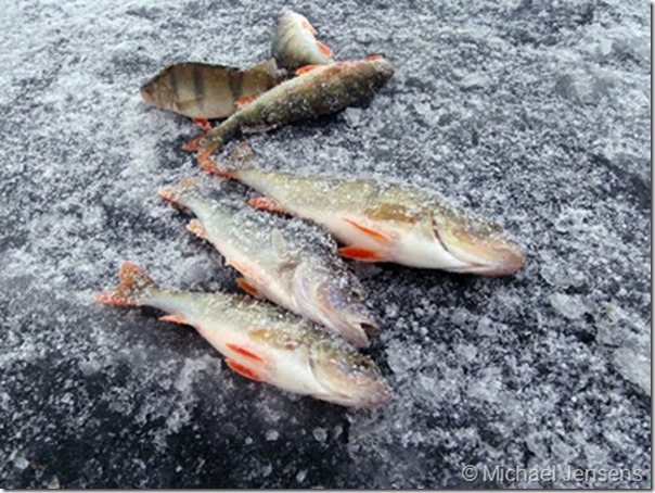 Isfiskeri på Glenstrup Sø – december 2010